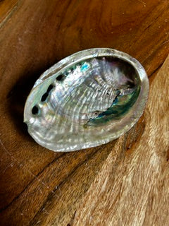 Medium Abalone Shell – Soothing, Calm, & Balance
