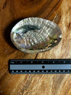 Medium Abalone Shell – Soothing, Calm, & Balance
